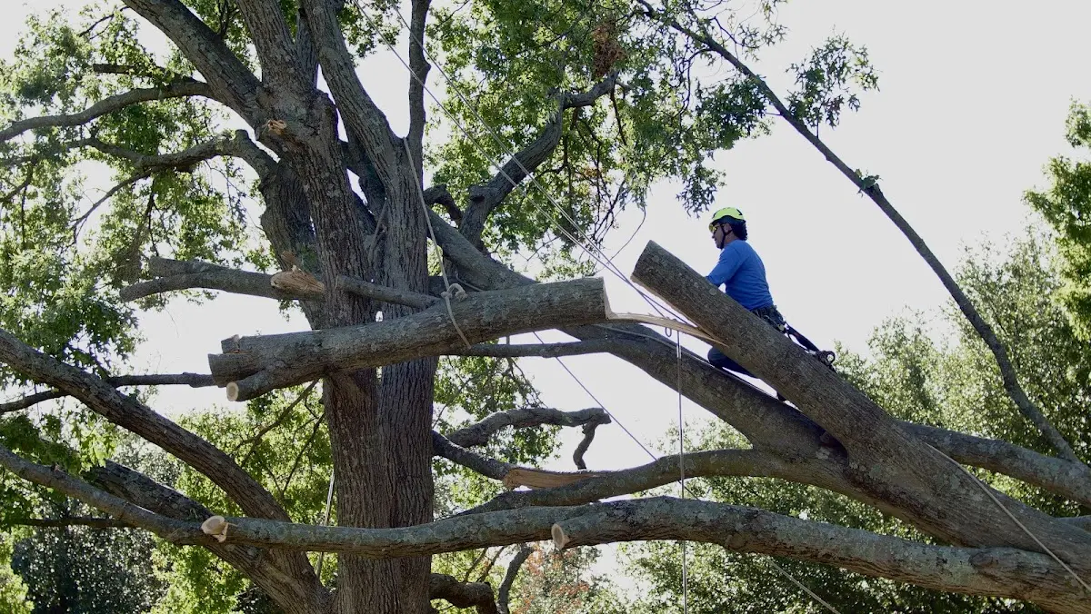 Professional Crown Thinning performed by certified arborists in Valley Bend