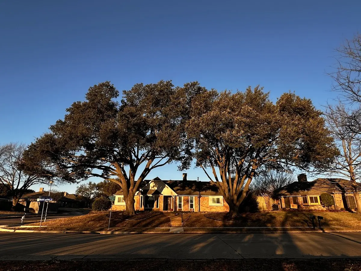 Established residential canopy tree shading a home in Valley Bend